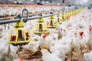 INICIO - Convocatorias, Becas y Subsidios 5